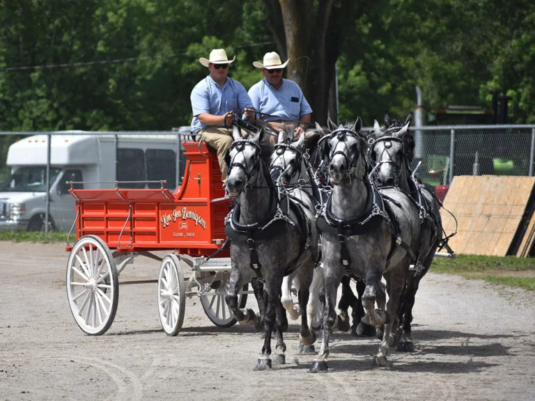 Draft Horse and Pony Hitch Show