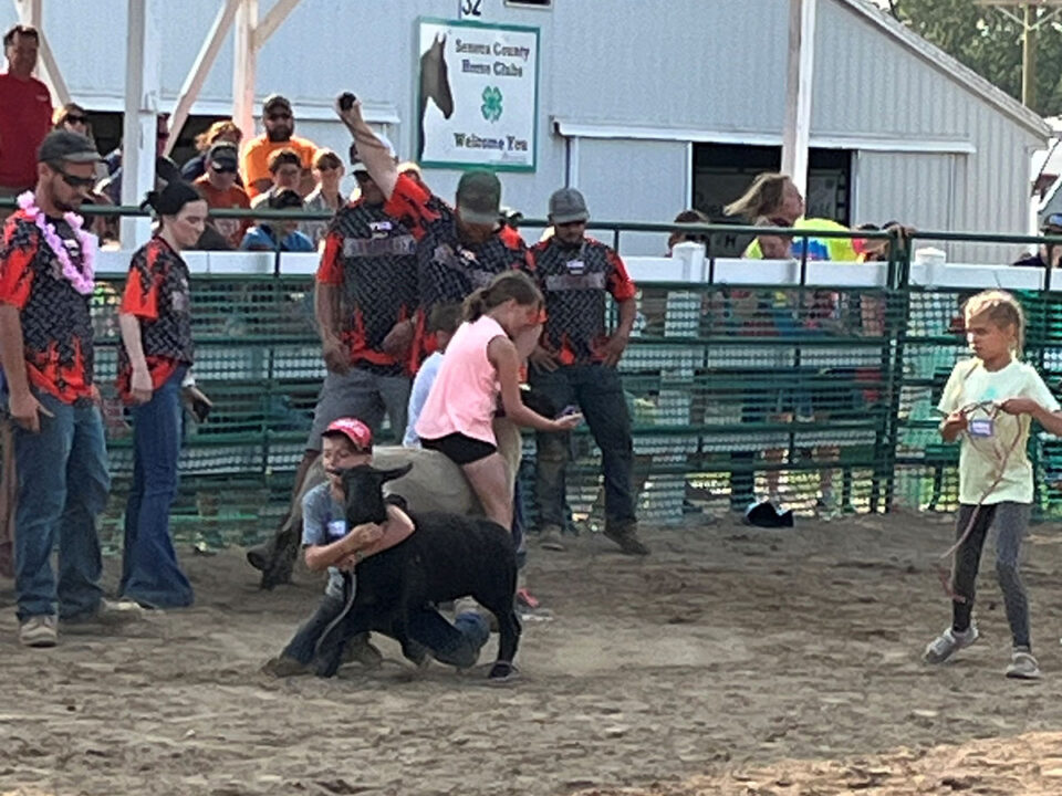 LIvestock Scramble